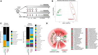 Human Beta Defensin 2 Ameliorated Alcohol-Associated Liver Disease in Mice